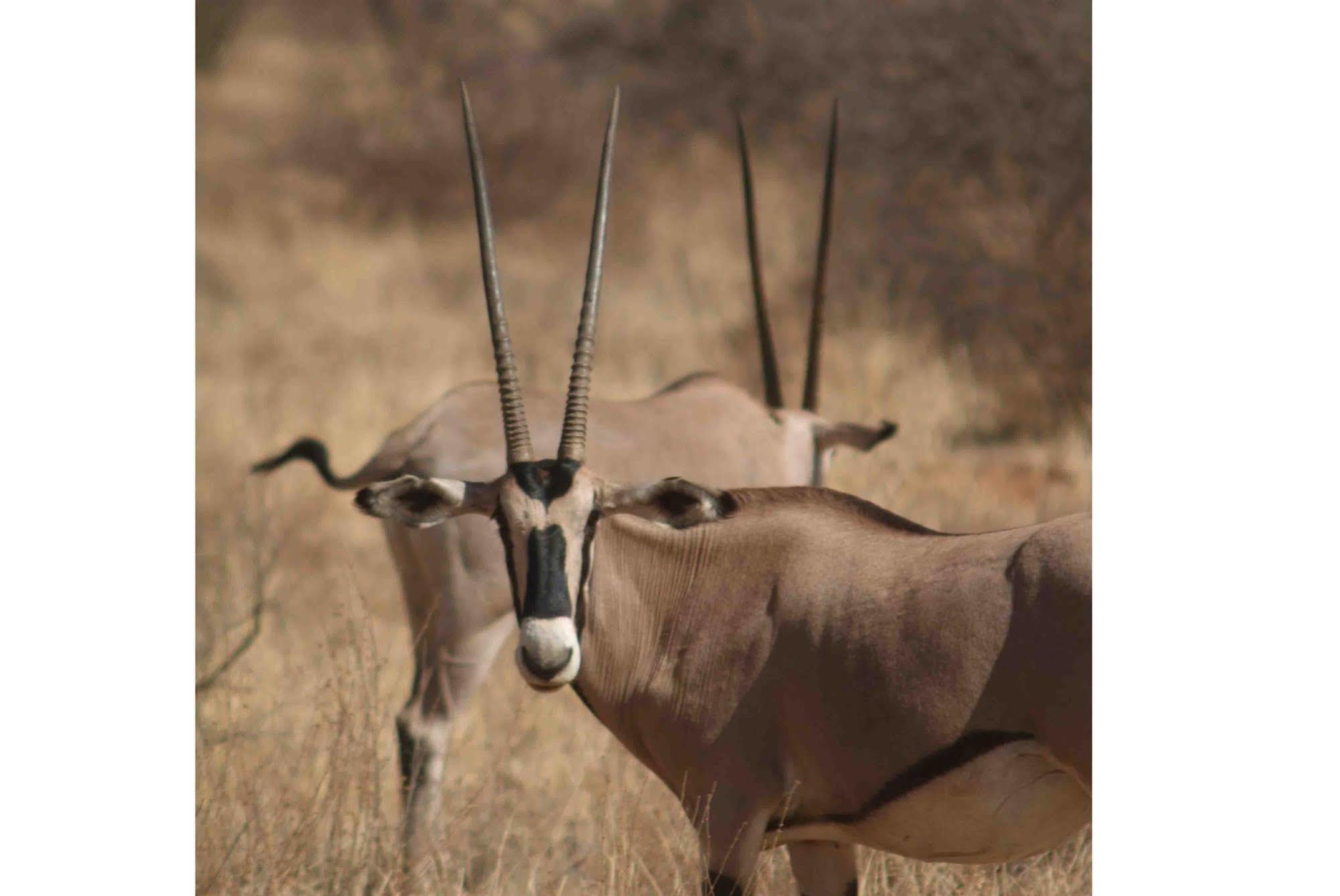 Sarova Shaba Game Lodge Archers Post Dış mekan fotoğraf